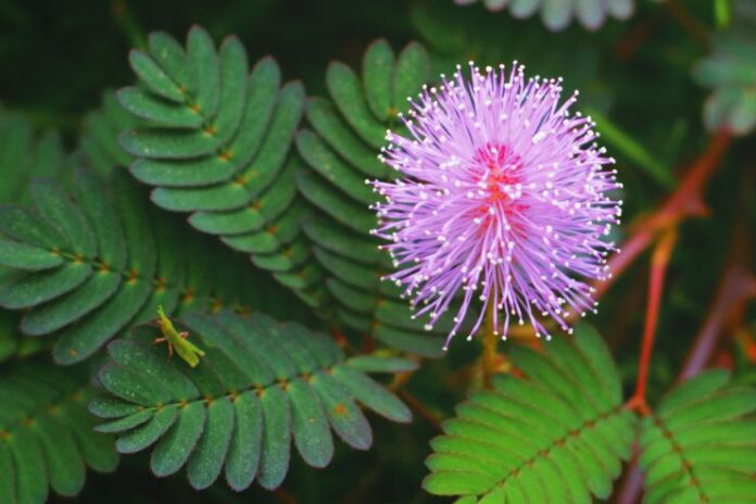 Mimosa Pudica- Herbal Healing and Traditional Uses