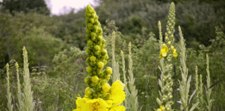 ముల్లెయిన్ టీ: శ్వాసకోశ ఆరోగ్యం మరియు ఇతర ప్రయోజనాలు - Mullein Tea: Respiratory Health and other benefits Mullein Tea_ Respiratory Health and other benefits