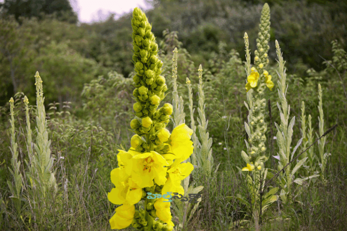 Mullein Tea_ Respiratory Health and other benefits