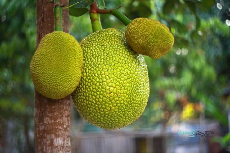 Nutritional Facts of Jackfruit