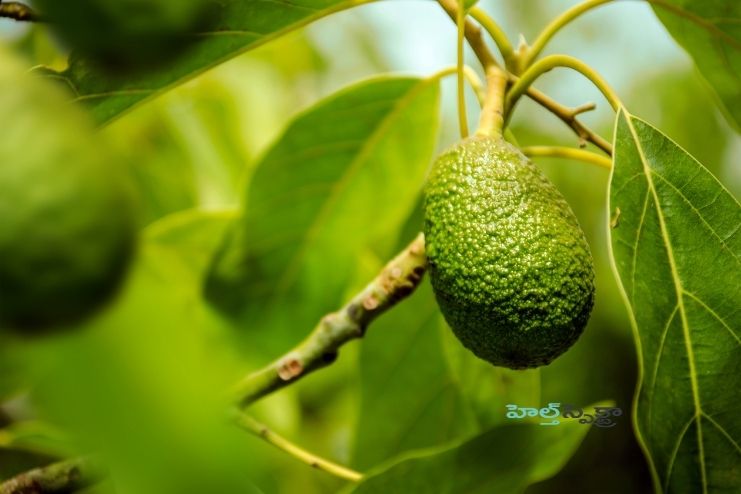 Other plant compounds