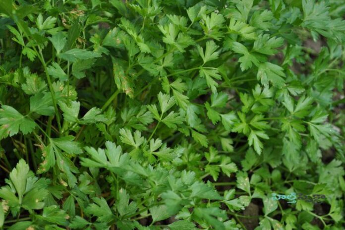Parsley_ The Humble Herb with Extraordinary Powers