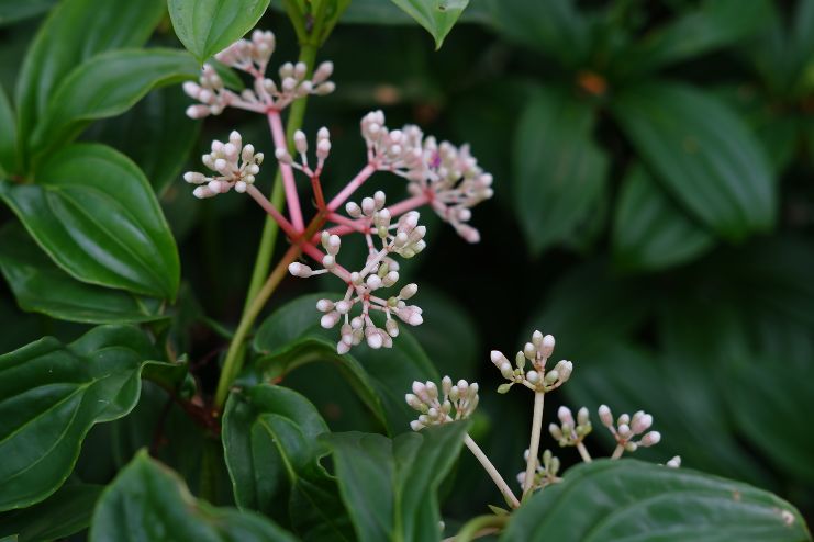 Preparation and Usage of Harsingar 3