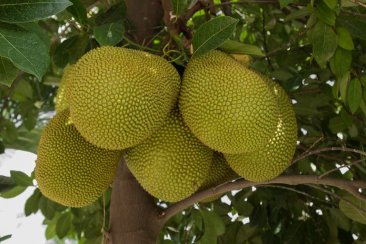 Provides Antioxidant Protection