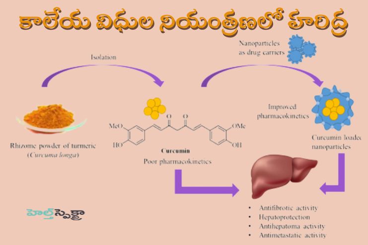 Regulation of Liver Functions by Haridra