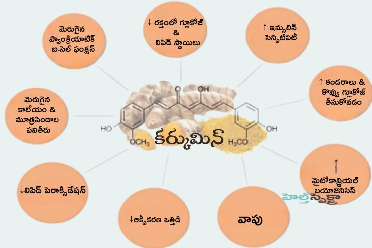 Role of turmeric in prevention of diabetic and pre-diabetes