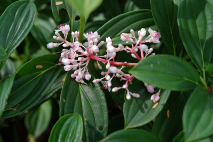 Therapeutic Uses of Parijatha 2