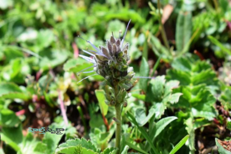 Traditional Uses of Kutuka Rohini