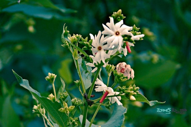 Traditional Uses of Parijatha 2