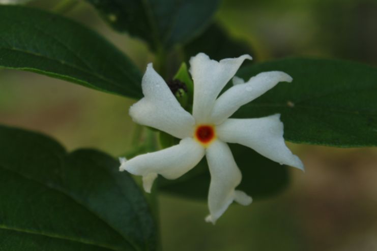 Traditional Uses of Parijatha