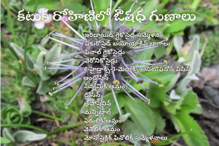 Uses of Kutuka Rohini