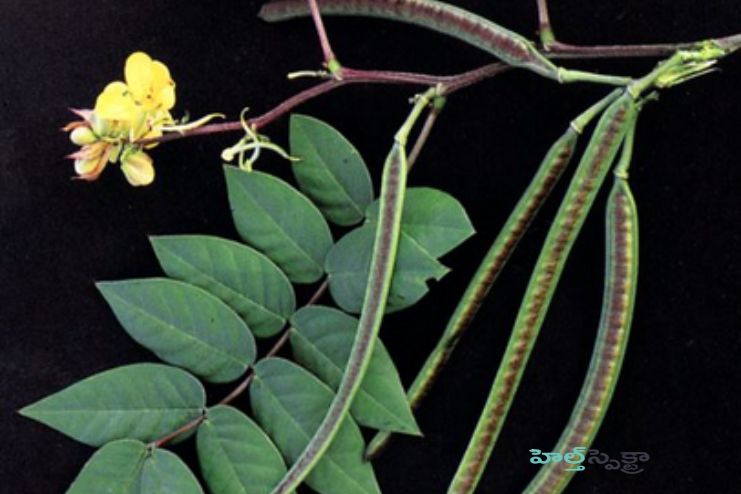 What is Coffee Senna (Cassia occidentalis) 2