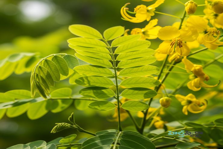 What is Coffee Senna (Cassia occidentalis)