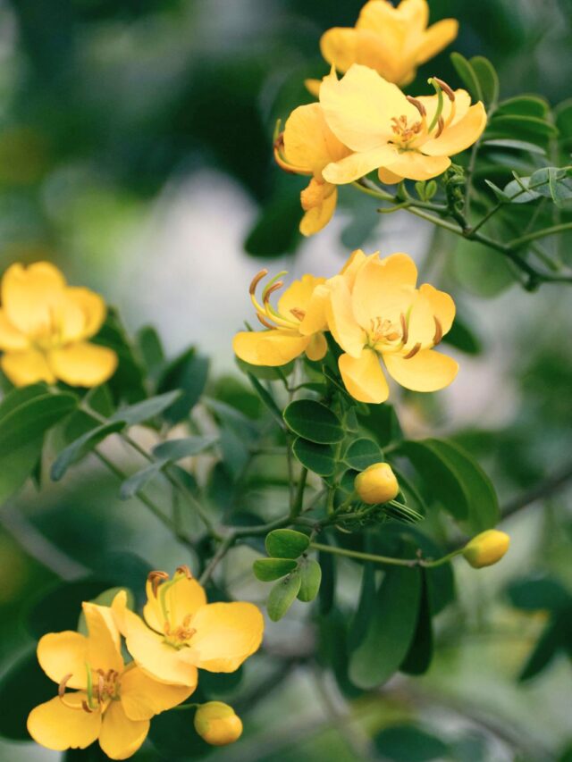 కసివింద: అద్భుత ఔషదీయ గుణాలు, ఆరోగ్య ప్రయోజనాలు