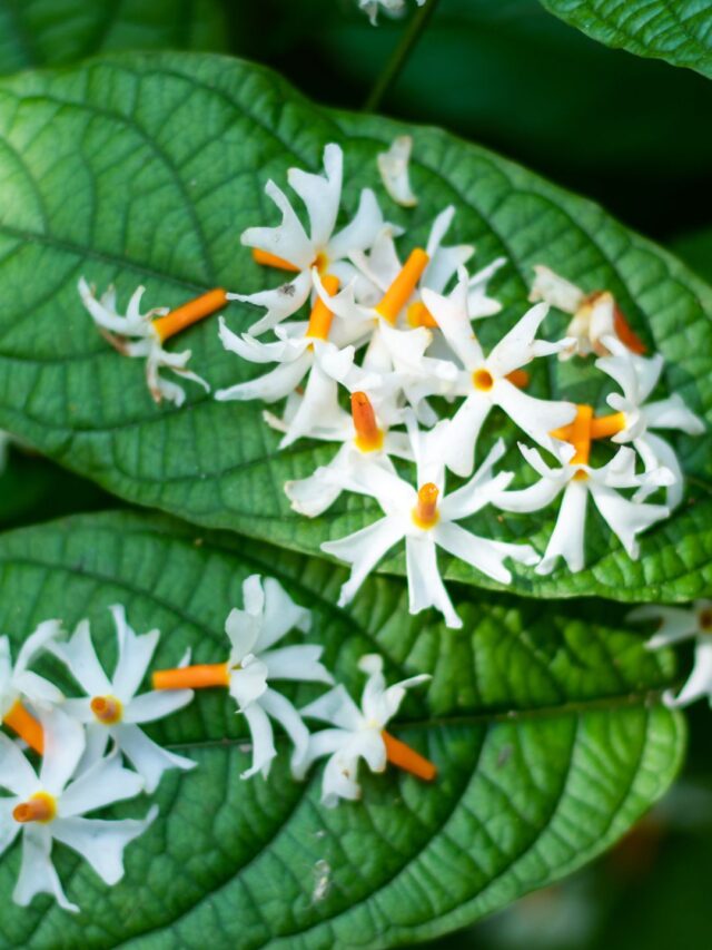 అద్భుత పారిజాతం: తెలుసుకోవలసిన ఆరోగ్య ప్రయోజనాలు