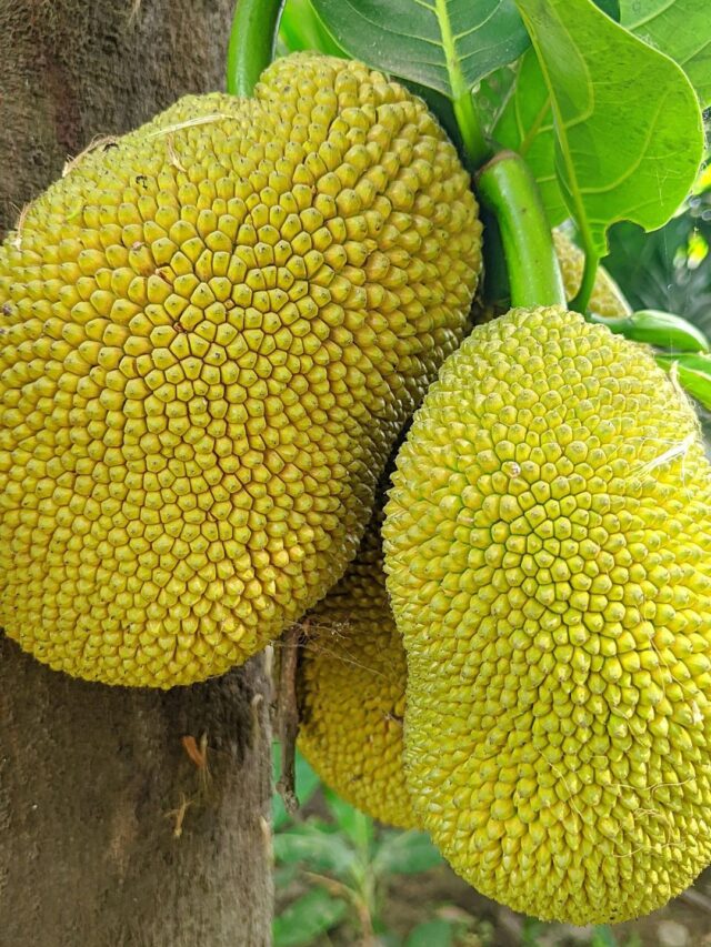 పనస పండు: ఆరోగ్య ప్రయోజనాలు మరియు ప్రతికూలతలు