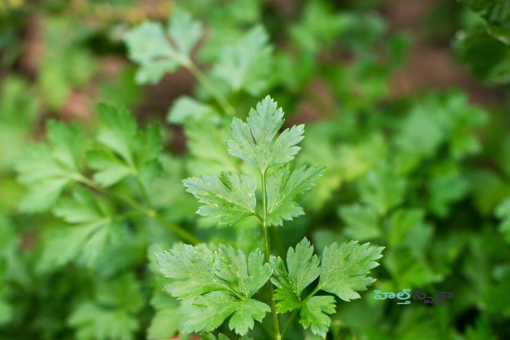 parsley