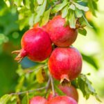 pomegranate vitamin C