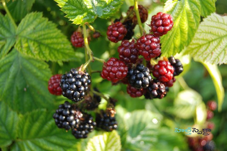 Blackberries