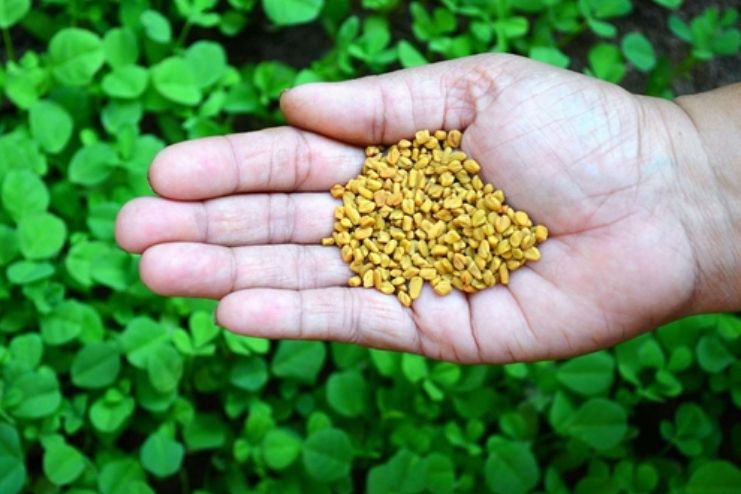 Fenugreek Benefits you can enjoy