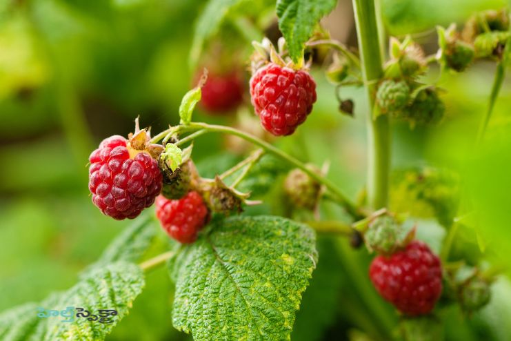 Health benefits of Raspberries