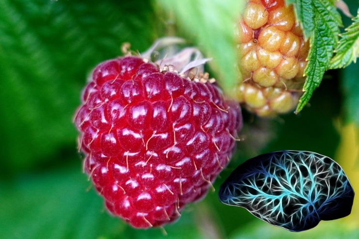 Improves Brain power