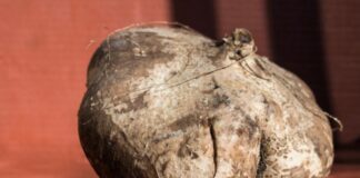 జికామా అంటే తెలుసా.? అది అందించే ఆరోగ్య ప్రయోజనాలు? - Jicama: Nutritional facts and health benefits Jicama_ Nutritional facts and health benefits