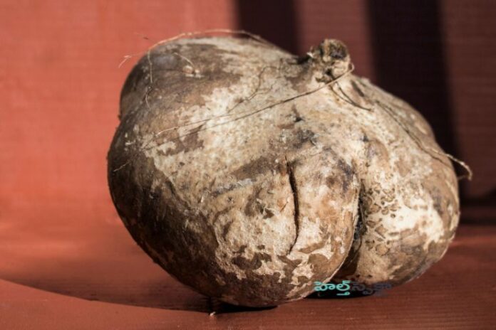 Jicama_ Nutritional facts and health benefits