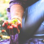 Jujube Fruit benefits