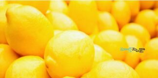 నిమ్మకాయలు మీ ఆరోగ్యానికి ఎలా మేలు చేస్తాయి? - Lemon: Nutritional facts and Health benefits of Citrus Fruit Lemon_ Nutritional facts and Health benefit