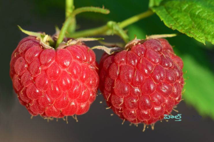Other benefits of Raspberries