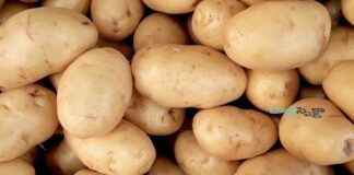 బంగాళాదుంపలలోని పోషక విలువలు, అరోగ్య ప్రయోజనాలు - Potatoes and Health: Nutritional Insights and Key Facts Potatoes and Health_ Nutritional Insights and Key Facts