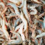 Prawns