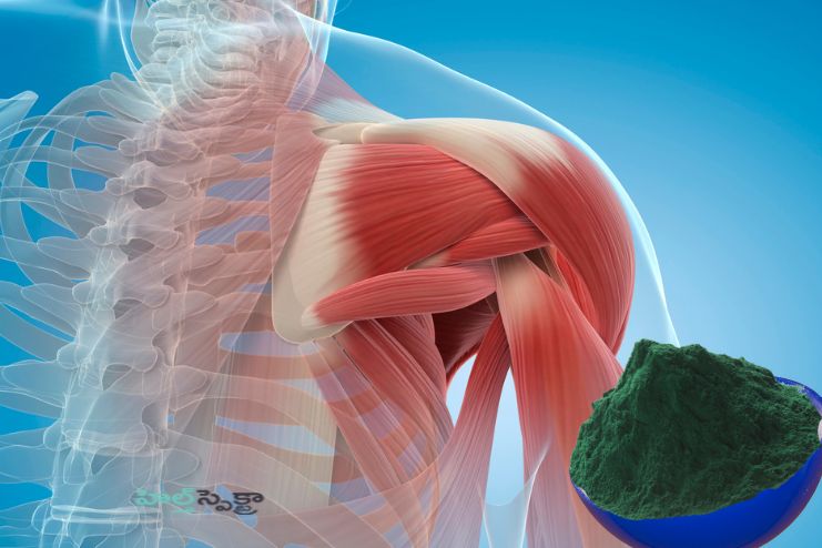 Promoting muscle mass gains