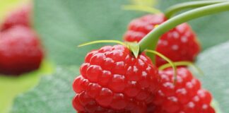 కోరిందపండు (రాస్ప్బెర్రీస్) యొక్క ఆరోగ్య ప్రయోజనాలు - Raspberries: Nutritional facts and Health benefits Raspberries_ Nutritional facts and Health benefits