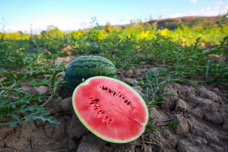Risks of watermelon