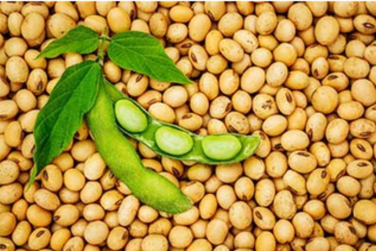 Soyabean