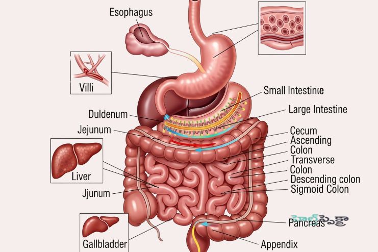 Supports Digestive Health