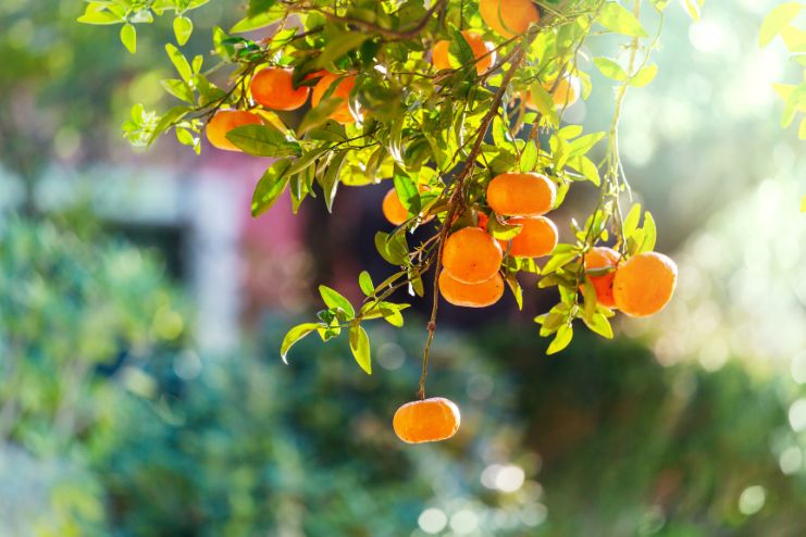 Tangerines