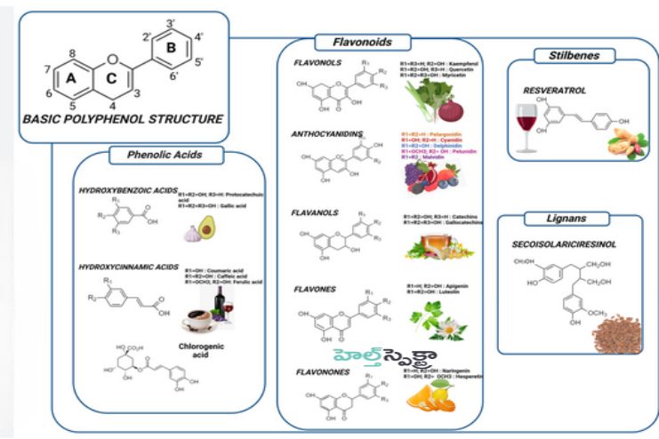 polyphenol 2
