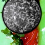 what not to eat in monsoon