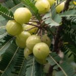Amla Benefits