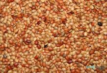 ఉలవలు: ఆరోగ్య ప్రయోజనాలు, ఉపయోగాలు, దుష్ప్రభావాలు Benefits of Horse gram