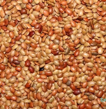 ఉలవలు: ఆరోగ్య ప్రయోజనాలు, ఉపయోగాలు, దుష్ప్రభావాలు Benefits of Horse gram