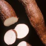 Cassava