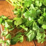 Coriander
