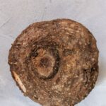 Elephant Foot Yam