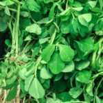Fenugreek leaves