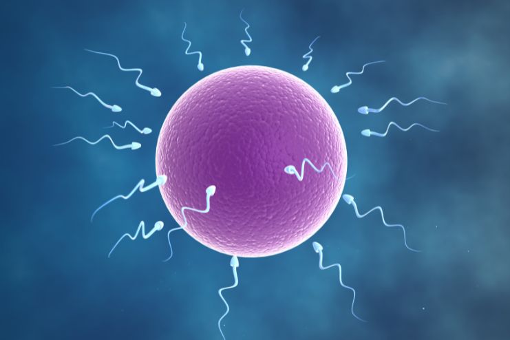 Increases the Sperm Count