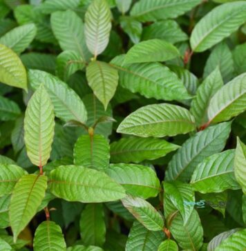 క్రాటమ్ అంటే ఏమిటీ.? ప్రయోజనాలు, దుష్ఫ్రభావాలు Kratom_ What It Is, Benefits and Known Risks